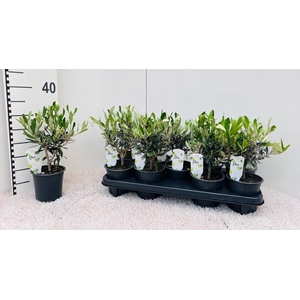 Olea europaea mini-stem