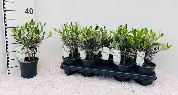 <h4>Olea europaea mini-stem</h4>