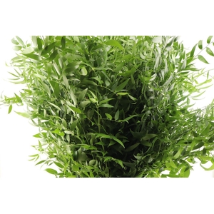 Ruscus Lang 90cm 5 Tak
