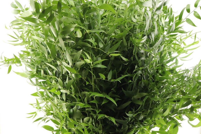 <h4>Ruscus Lang 90cm 5 Tak</h4>