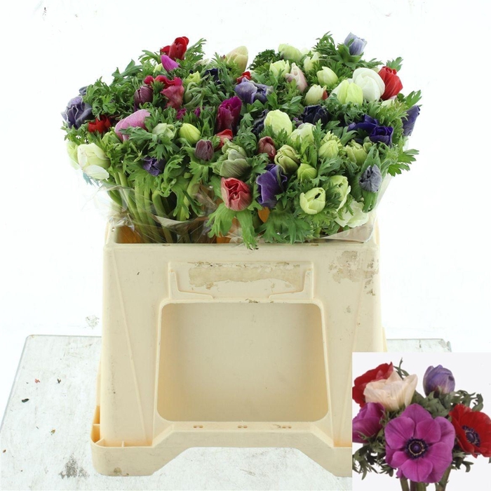 <h4>ANEM GEM BS</h4>