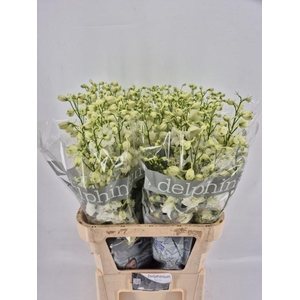 Delphinium Du Centurion White 90cm