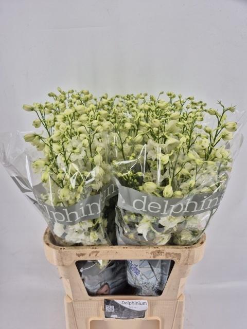 <h4>Delphinium Du Centurion White 90cm</h4>