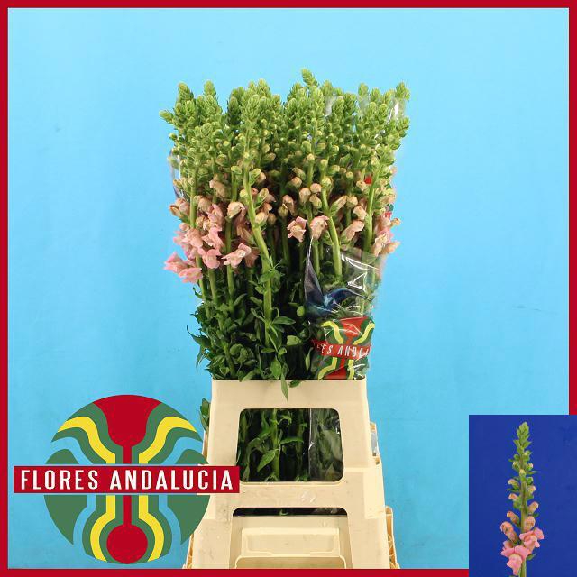 <h4>ANTIR POTO PINK</h4>