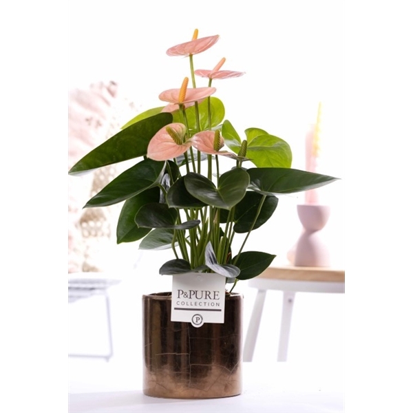 <h4>Anthurium pink (Spirit) in P&PURE Juliette gold bronze</h4>