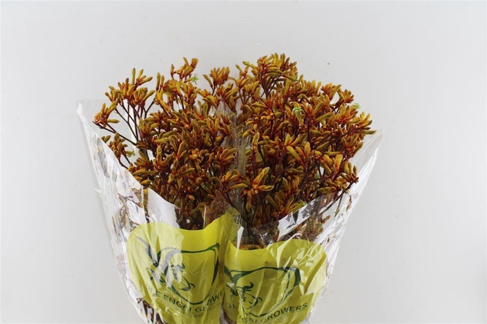 <h4>Anigozanthos Orange Velvet</h4>