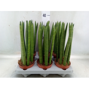 Sansevieria cyl.  ...