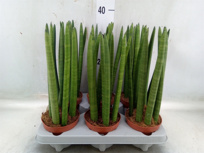 <h4>Sansevieria cyl.  ...</h4>