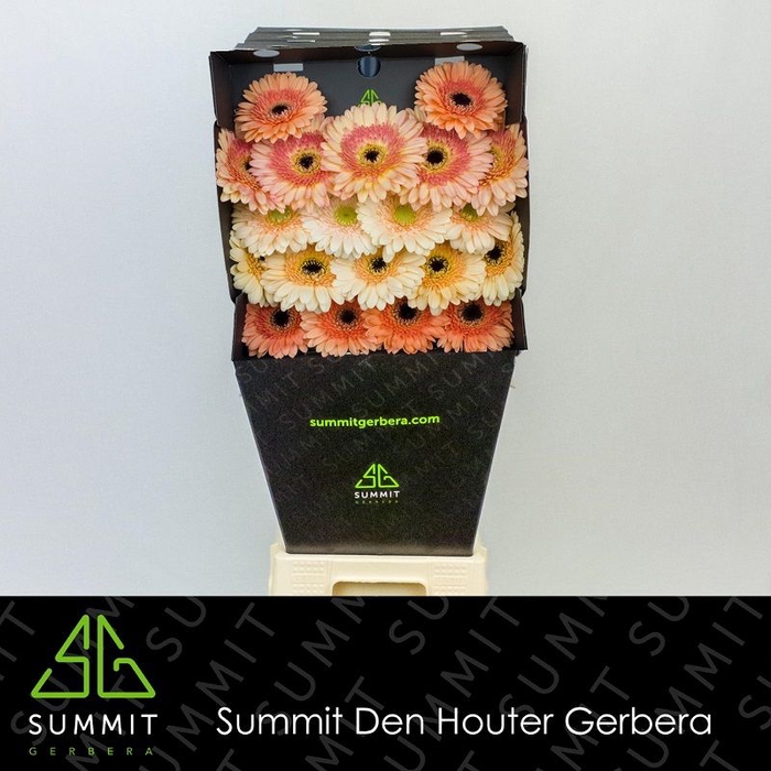 <h4>Germini Mix Apricot Diamond</h4>