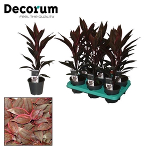 Cordyline Fruticosa Tango 12Ø 40cm