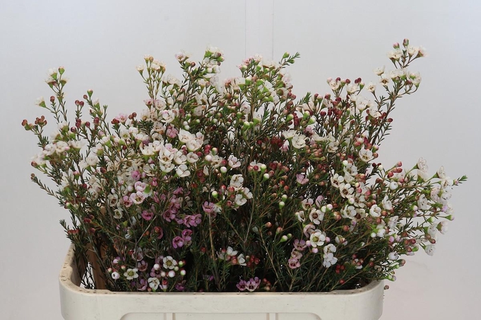 <h4>Chamelaucium Ella</h4>