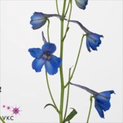 <h4>Delph Donna</h4>