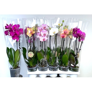 PHAL GEM 8 KL