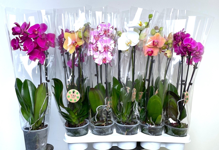 <h4>PHAL GEM 8 KL</h4>