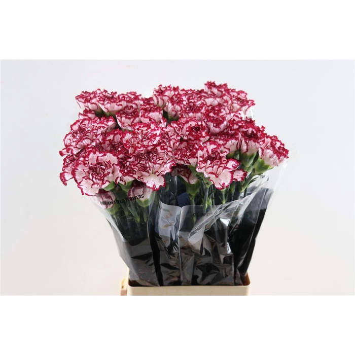 <h4>Di St Olympia</h4>