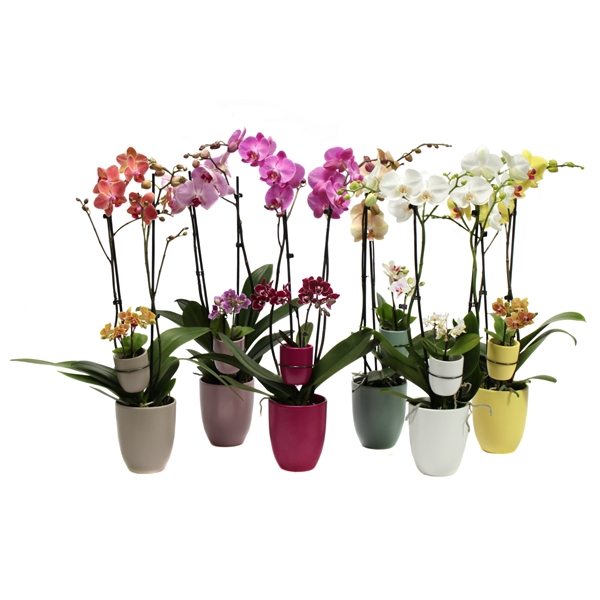 <h4>Hugo Paradise Mix Phal Mix 2T+ Tiny Dolls 2T</h4>