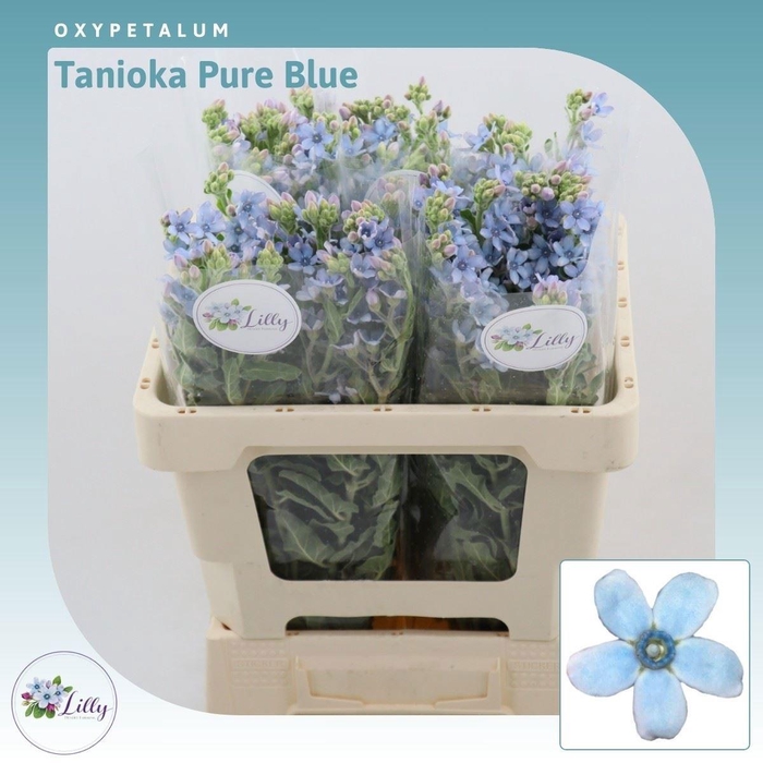 <h4>OXY CO TAN PURE BLU</h4>
