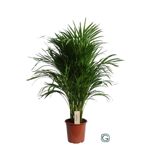 Dypsis Lutescens (Areca) P21