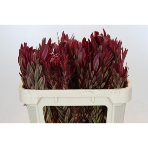 Leucadendron Jester Spray
