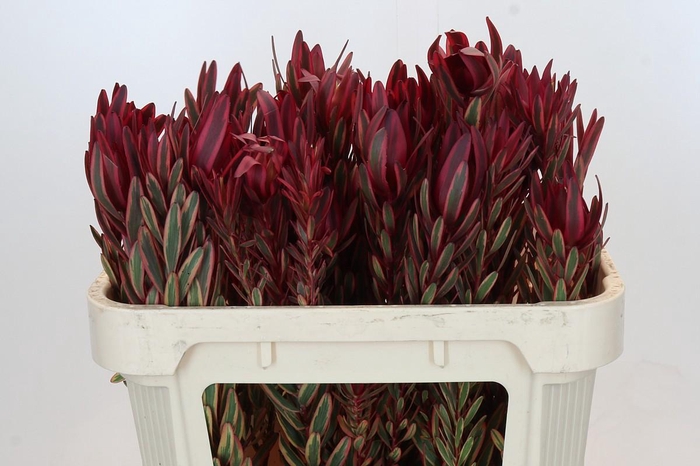 Leucadendron Jester Spray