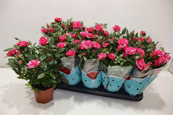 <h4>Ro Tu Twin Colour St</h4>