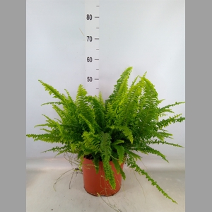 Nephrolepis exal. 'Green Lady'