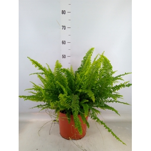 Nephrolepis exal. 'Green Lady'