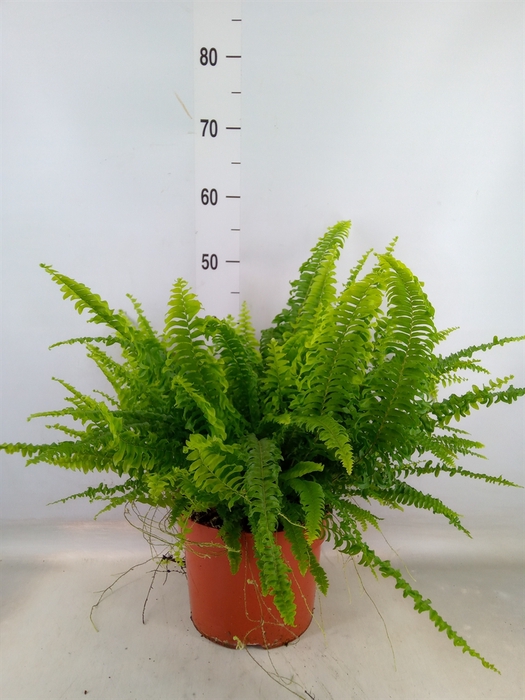 <h4>Nephrolepis exal. 'Green Lady'</h4>