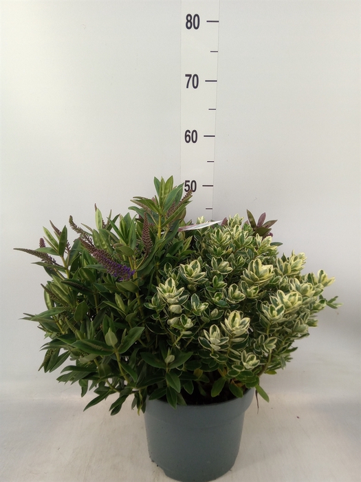 <h4>Hebe  'Addenda'   ...mix in pot</h4>