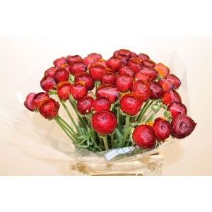 Ran Cloni Ex Brownie