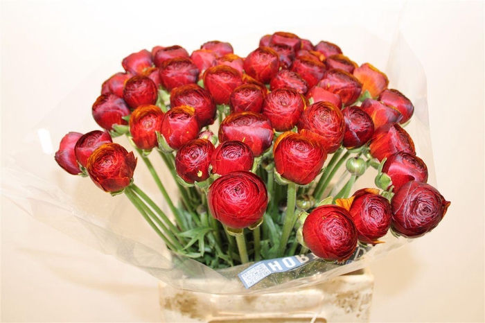 <h4>Ran Cloni Ex Brownie</h4>