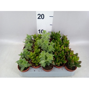 Crassula   ...mix