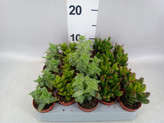 <h4>Crassula   ...mix</h4>