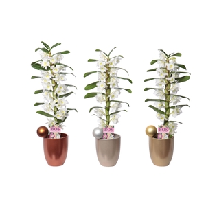 Dendrobium Nobilé, Classic Apollon 1-tak 'Cynthia Christmas'