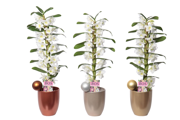 <h4>Dendrobium Nobilé, Classic Apollon 1-tak 'Cynthia Christmas'</h4>