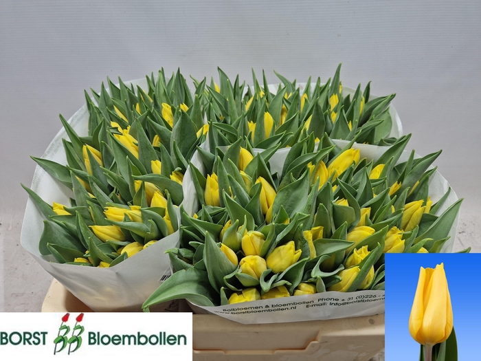 <h4>TU EN STRONG GOLD</h4>