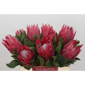 Protea Cynaroides Madiba