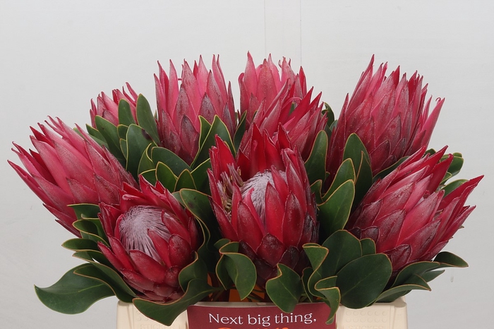 <h4>Protea Cynaroides Madiba</h4>