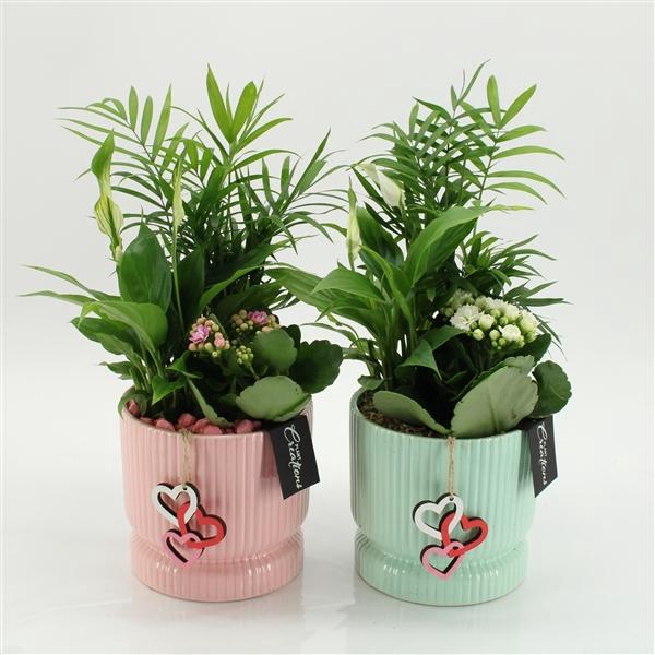 Arrangementen kamerplanten bloeiend H%