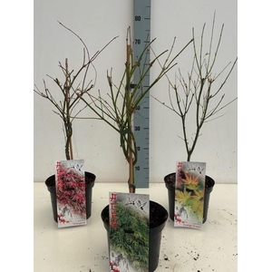 Acer mix P19 5/8 species