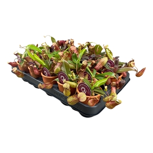 Nepenthes mix in 7 cm terracotta pot (waterdicht)