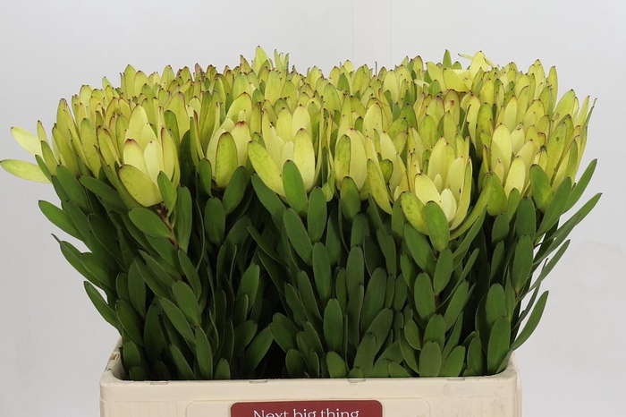 <h4>Leucadendron Goldstrike</h4>