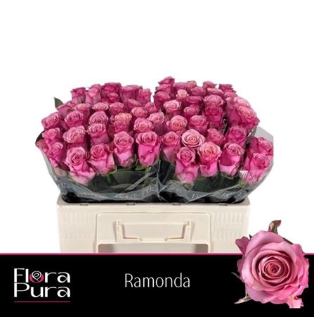<h4>Rosa a grande fleur Ramonda</h4>