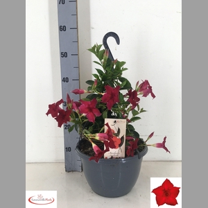 MANDE SUN RED