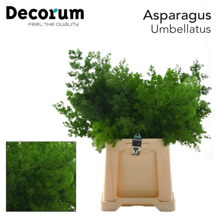 <h4>Asp umbellatus</h4>