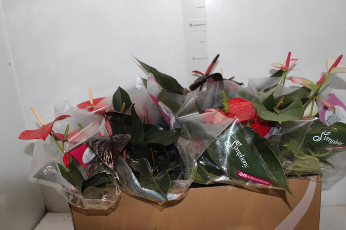 <h4>ANTHURIUM VARIADO P15</h4>