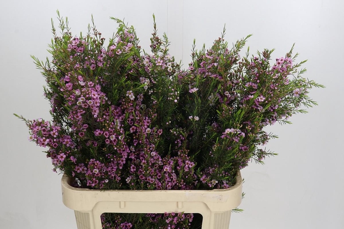 <h4>Chamelaucium Kerryn</h4>