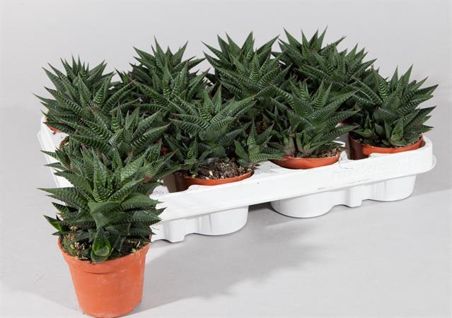 <h4>HAWO LIMIFOLIA</h4>