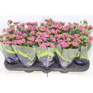 KALANCHOE DOBRADO P11 LILAS
