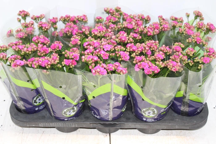 <h4>KALANCHOE DOBRADO P11 LILAS</h4>